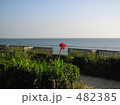 海辺に咲く一輪の赤い花