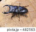 秋田県田沢湖のオオクワガタ