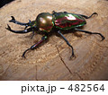 オーストラリアのクワガタ