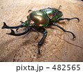 ニジイロクワガタ