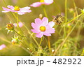コスモスの花と種