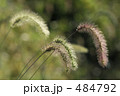 ネコじゃらし