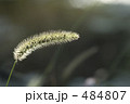 猫じゃらし