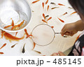 屋台、金魚すくい