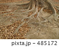 地を這う木の根と枯葉