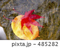 紅葉の落葉
