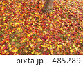 紅葉の落葉