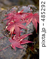 紅葉の落葉