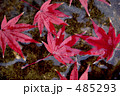 紅葉の落葉