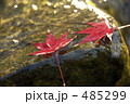 紅葉の落葉