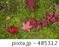 紅葉の落葉