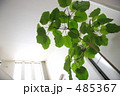 明るいリビングと観葉植物
