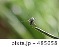 クモ