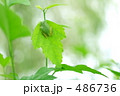 葉っぱとアマガエル