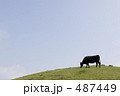 素材ナンバー 487449 : 「無題」