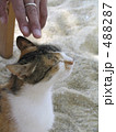 ギリシャで出会った猫