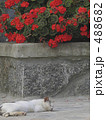ギリシャの猫と花