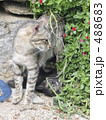 ミコノスの野良猫親子