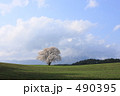 小岩井牧場の一本桜