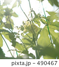 490467