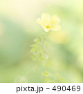 490469