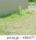 490477