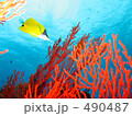 黄色の魚