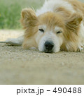 490488