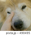 490495