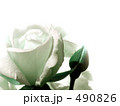 THE ROSE.