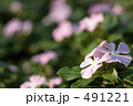 ニチニチソウの花壇