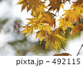 492115