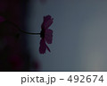 哀愁のコスモス