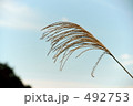 すすき