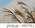 夕暮れのすすき