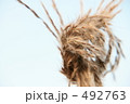 穂を結んだすすき