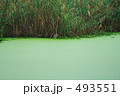 ヨシの根元に潜む鳥
