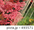 紅葉と雪吊り