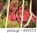 紅葉と雪吊り