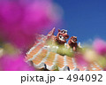 南国の守り神