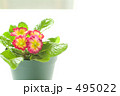 鉢植え