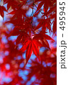 Japanease Red