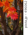 カエデの紅葉