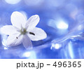 光る水に浮かぶ白いアリウムコアニー