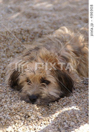 「犬 砂浜 居眠り いねむり 」の写真素材 「犬 砂浜 居眠り いねむり 」の写真素材