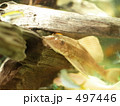 497446