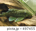 青か黄か