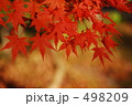 秋色の日差し
