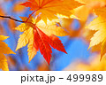 素材ナンバー 499989 : 「秋色　６」