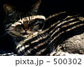 存在感のある猫